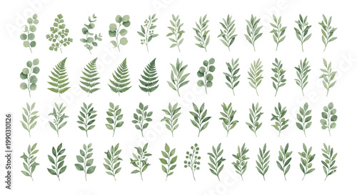 Collection of Various Green Leafy Branches and Ferns.