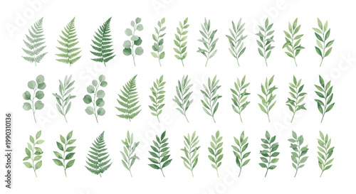 Collection of Watercolor Botanical Illustrations of Various Green Leaves and Ferns.