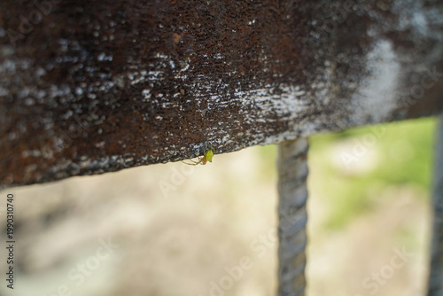 A small green spider on a metal railing in the shade hides from the sun