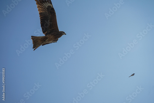 A nimble red kite (Milvus milvus) hunts in the air with outstretched wings. A wild bird of prey maneuvering in the sky. An animal from the wild.