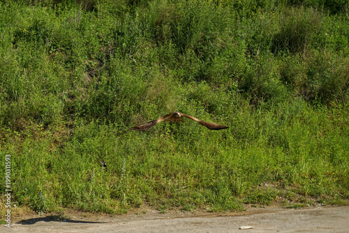 a kite takes off from the green grass
