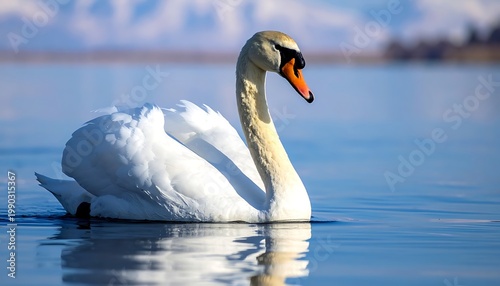 A white swan swims on calm water with snow-capped mountains