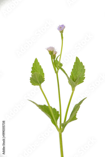  Floral top frame with green leaves and tiny blossoms, elegant branches on a transparent background.