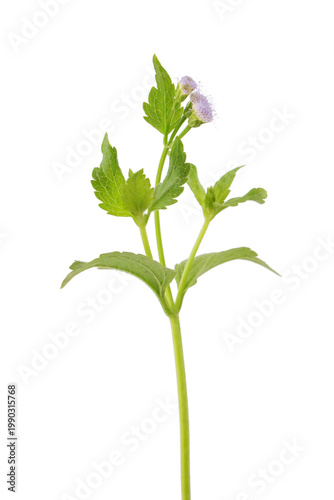Green leafy top border with small flowers and delicate branches, isolated on a transparent background.