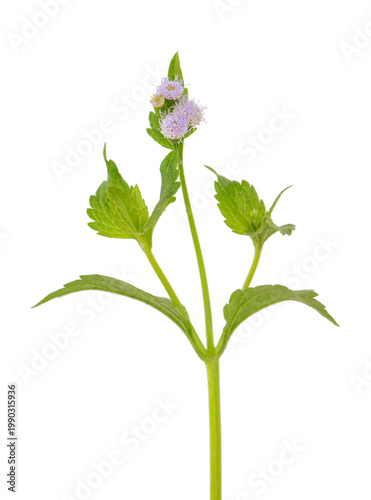 Decorative green foliage with small flowers forming a top border, clean and transparent background.