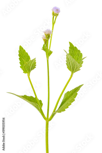 Light green branches with small flowers arranged at the top, minimal and isolated on transparent background.