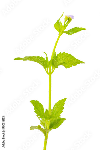 Botanical top design with green leaves and tiny flowers, soft and natural on a transparent background.