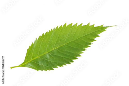  Lush green foliage with delicate branches, natural and elegant, isolated on a transparent background.