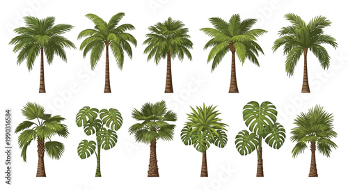Set of eleven distinct tropical palm trees featuring lush green fronds and textured trunks on white background