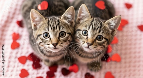 Three adorable tabby kittens looking directly at the camera with curiosity
