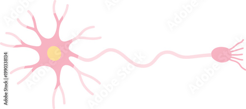 Nerve cell neuron flat vector illustration showing anatomy with axon and dendrites isolated on white background for medical education