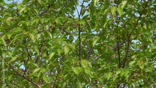 新緑に染まる初夏の木々