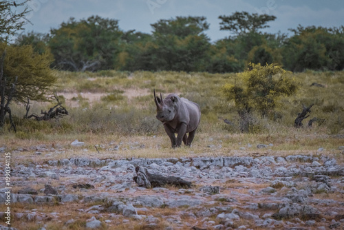 Black rhinoceros in Etosha National Park, Namibia