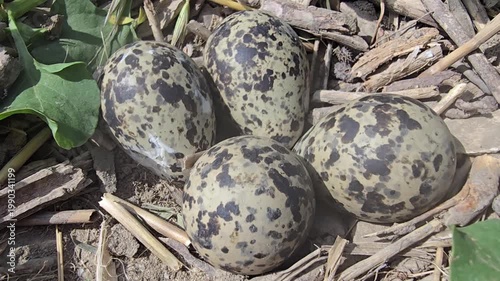Speckled Red watteld Lapwing bird eggs in a ground nest, camouflaged wild bird eggs on dry soil and twigs, four spotted eggs in natural wildlife habitat