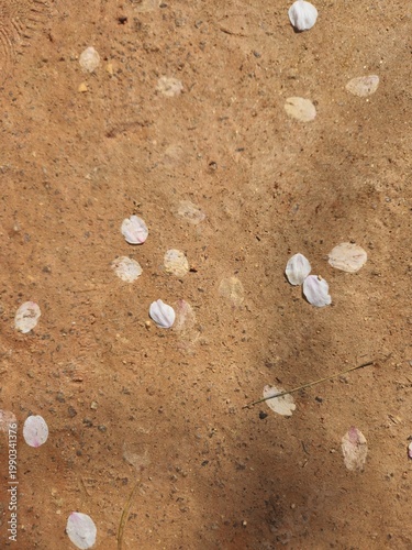 Dry Soil Surface With White Pebbles