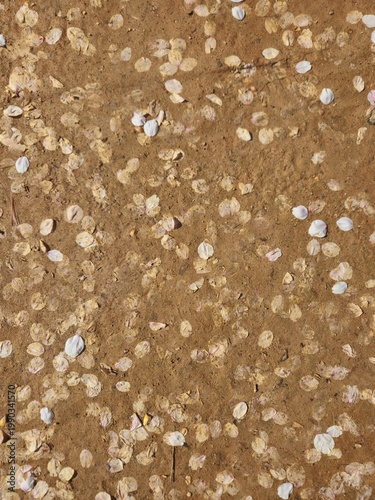Dry Earth Surface With White Pebbles