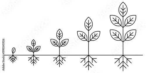 A simple line art illustration showing the various stages of plant growth from seed to seedling Vector, illustration