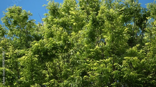 新緑に染まる初夏の木々