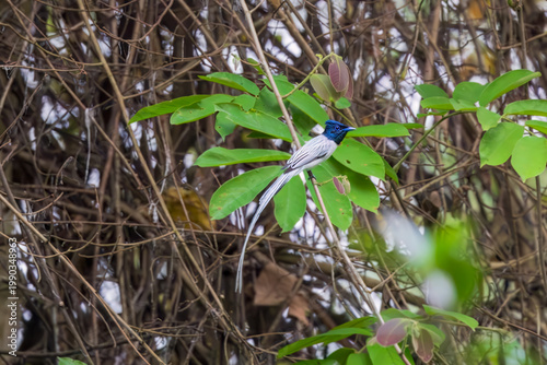 Blyth's paradise flycatcher (Terpsiphone affinis) at Manas National Park, Assam