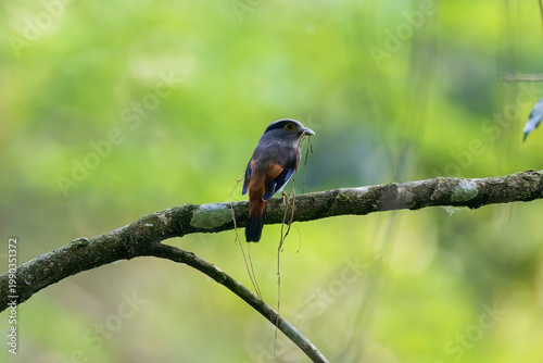 Grey-lored broadbill (Serilophus rubropygius) at Manas National Park, Assam, India