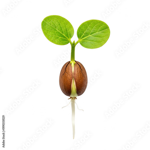 Sprouting seedling with green leaves and root growth on white background