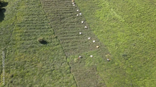 Footage of tea fields and people harvesting tea on steep, sloping slopes.