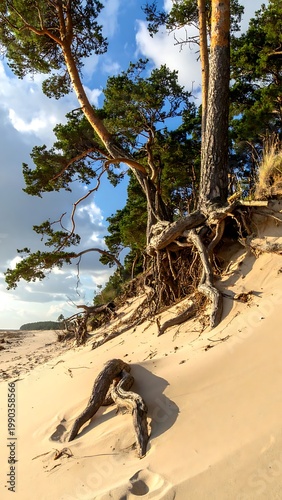 A sandy beach with trees and a blue sky