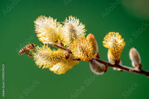 Honey bee collecting pollen on willow catkins in spring close up nature macro