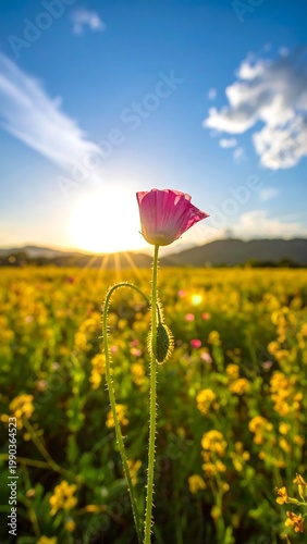 A singular pink poppy stands tall against a backdrop of a vibrant yellow field, under a bright blue sky at sunset