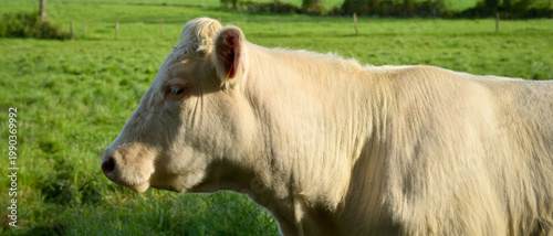 Portrait d'une vache charolaise de profil dans un pré au printemps, format bannière