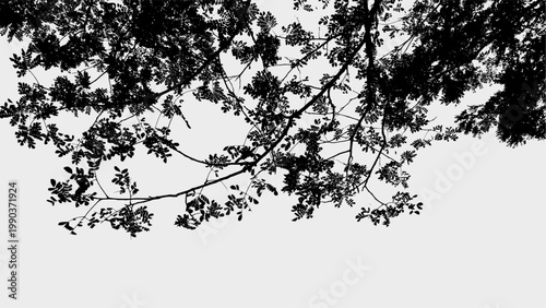 Silhouette Serene Tree Canopy Low Angle Natural Scenery Background