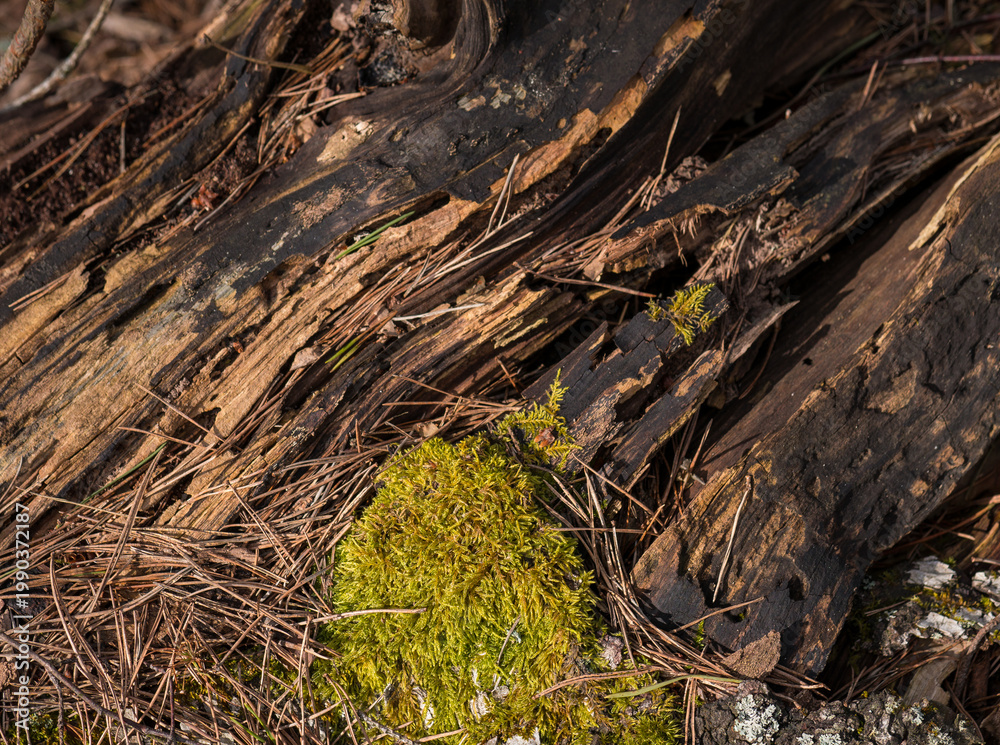 Fototapeta premium Moss growing on decaying wood with pine needles forest texture background