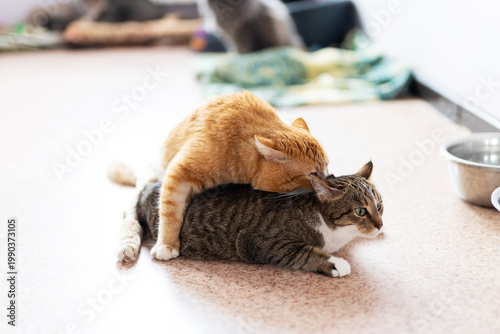 Capturing candid moments of cat mounting and social interaction in shelter environment