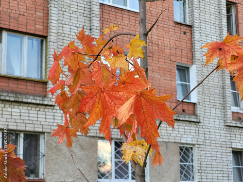 Bright orange maple leaves on a branch against the background of a high-rise building