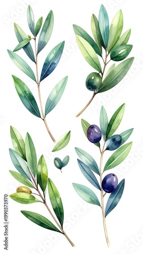 Watercolor Olive Branches Set With Green And Purple Olives On Stems Isolated On White Background Botanical Illustration Collection