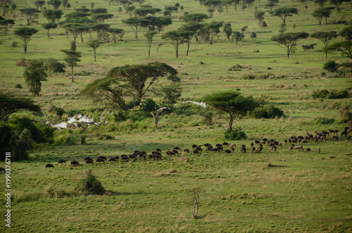 Photography Wildebeest Migration Path Through African Savannah with Acacia Trees
