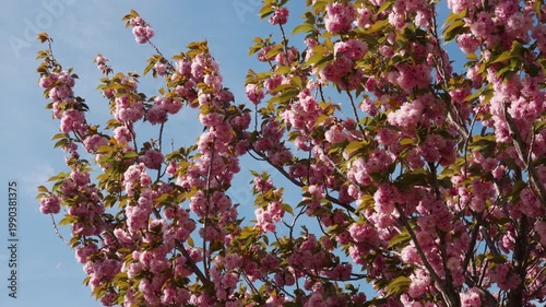 春に咲く桃色の花びらが風に舞う