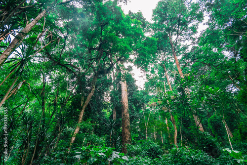 Tableau sur toile Primeval Tropical Forest with Majestic Towering Trees