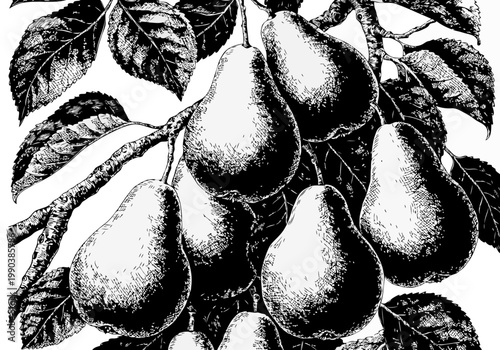 Ripe pears hanging on leafy branch in dark monochrome silhouette, woodcut style illustration for vintage botanical and packaging design