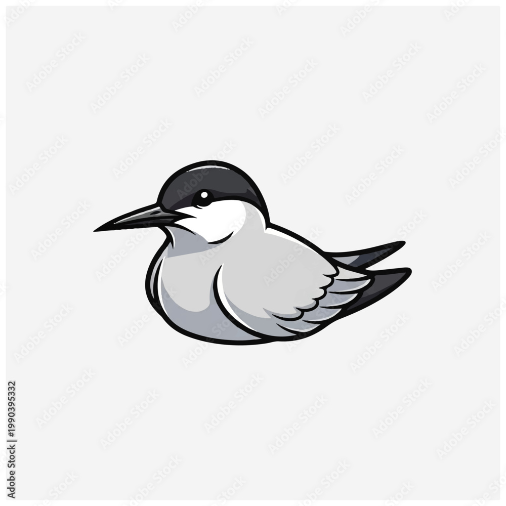 Fototapeta premium Little Black Headed Seagull Bird.