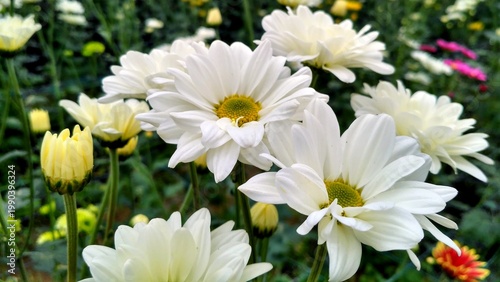 Delicate white daisy flowers with soft green centers blooming in a lush garden, creating a fresh and elegant floral wallpaper with a calm, natural atmosphere and gentle beauty.