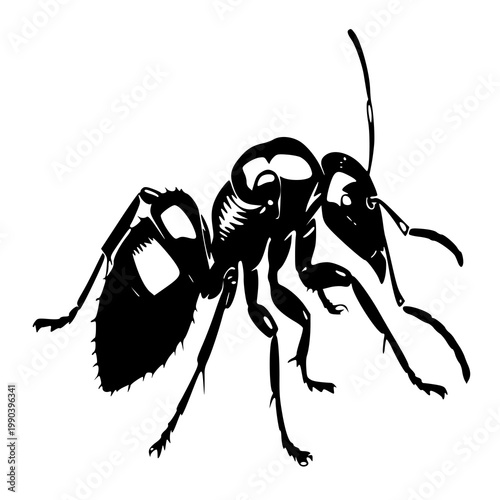 ant isolated on white background , vector illustration of a ant , silhouette of a ant