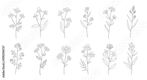 Botanical illustration a collection of delicate wildflower and herb line drawings