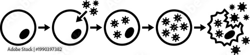 Virus replication process showing cell infection and multiplication, concept of cellular biological infection. Outline vector icon