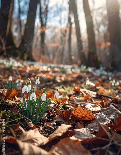 White Snowdrops Growing Through Fallen Brown Leaves In A Sunlit Spring Forest Macro Photography