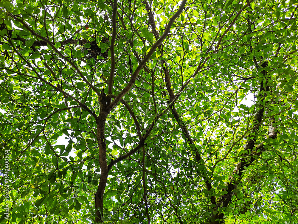 Fototapeta premium Upward view of dense green canopy with vibrant sunlit leaves and tall trees in tropical Indonesia. Fresh foliage creates bright natural pattern, outdoor background, sunlight filtering through greenery