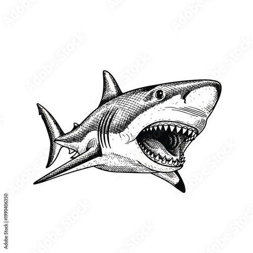 Fierce Shark with Open Mouth.