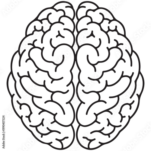 Human brain top view minimalist line art illustration for medical and mental health concepts