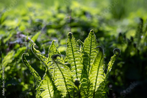 Fern and fresh green grass in spring - nature background