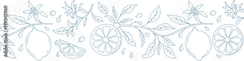 Seamless floral border featuring citrus lemon fruits and blossoms with detailed leaves in thin line art style on transparent background.